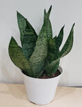 Coral Sansevieria